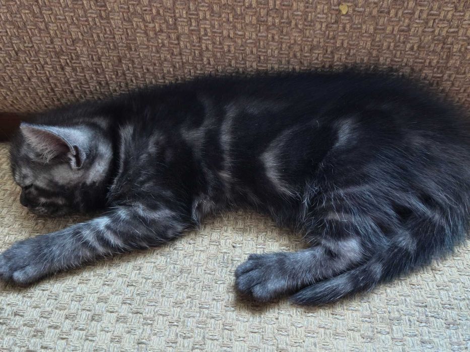 Шотландская девочка