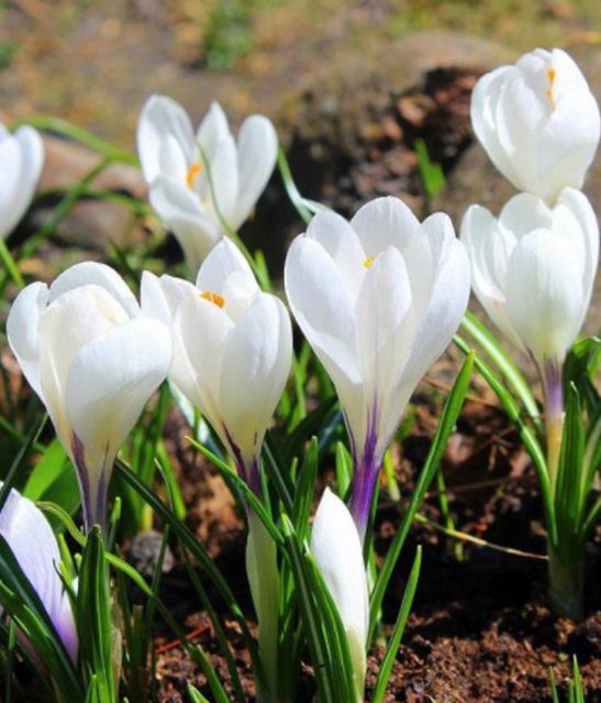 Ранні квіти цибулькові крокус проліски