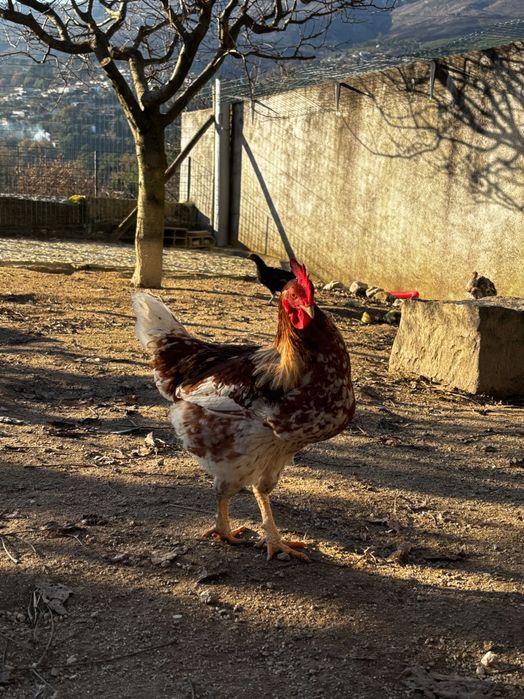 Galo jovem saudável e bonito