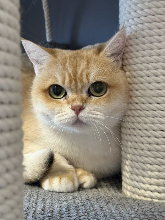 Золотая шиншилла