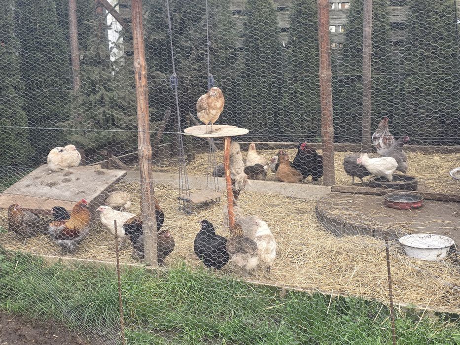 Kury araukany pisklaki araukany naturalne ekologiczne kury