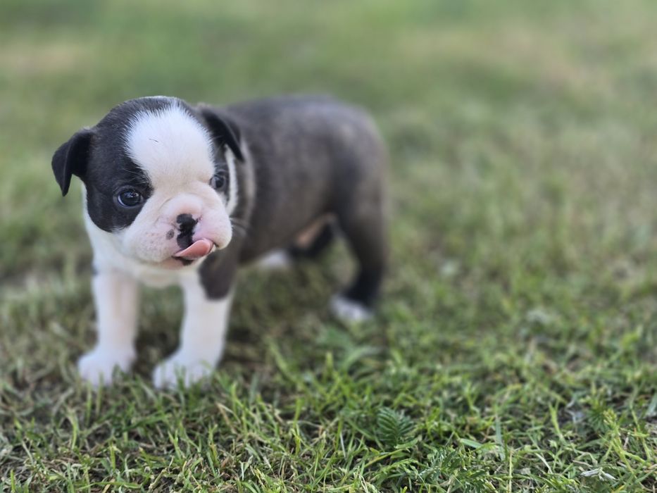 Boston Terrier chłopczyk