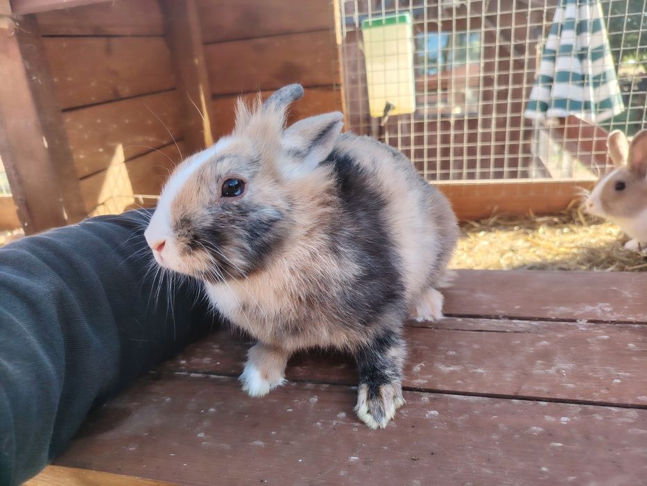 Króliki miniaturki
