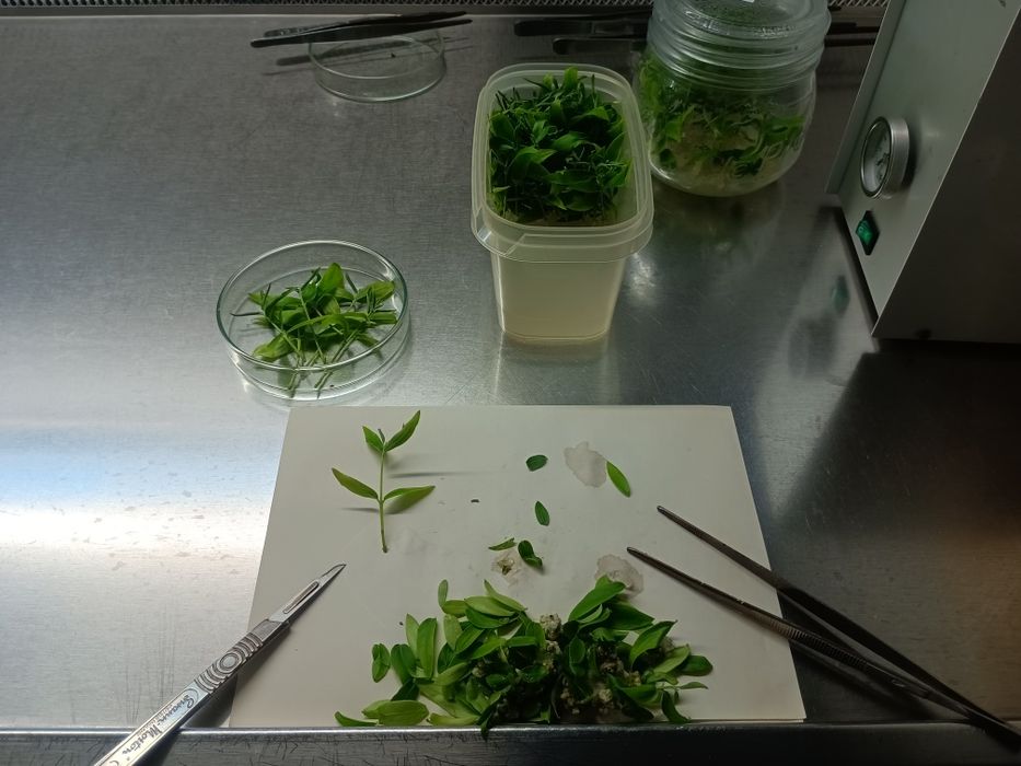 Oliveira galega vulgar micropropagação