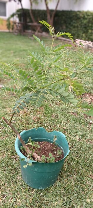 Tipuanas arvores com 2 ou mais anos