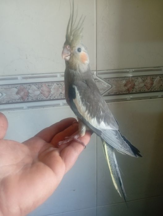 Aves domesticadas