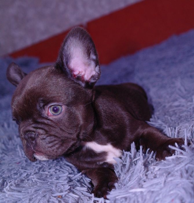 Щенки французского бульдога ждут Вас