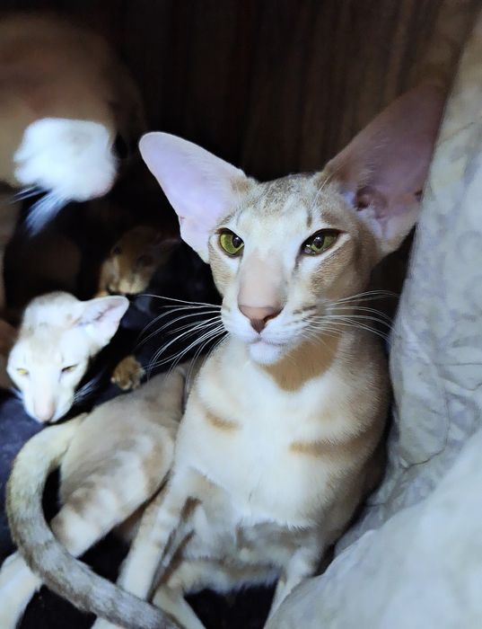 Очаровательный маньяк)