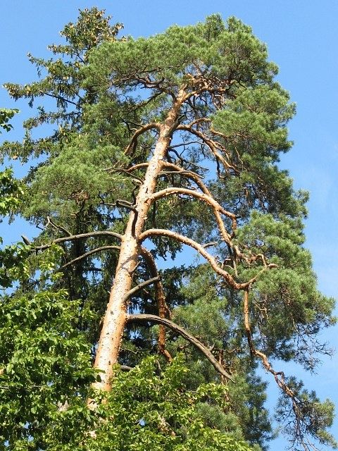 Drzewo sosnowe na opał/ognisko