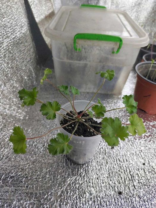 Кімнатна рослина.Пеларгонія духмяна Pelargonium deerwood lavender lass