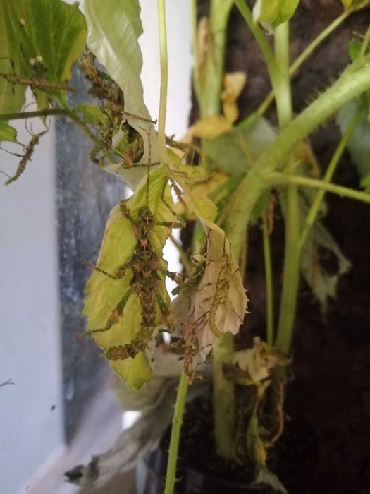 Straszyk Trachyaretaon sp. North Luzon,straszyk,straszyki