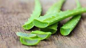 Aloe vera plantas ou babosa