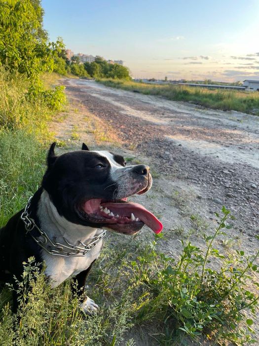 Вʼязка кобеля амстафа