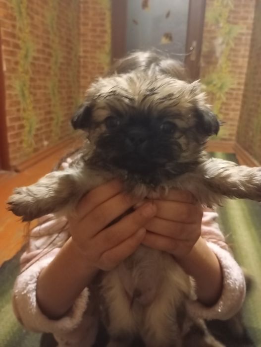 Продам пекінесів 2 дівчинки та 1 хлопчик