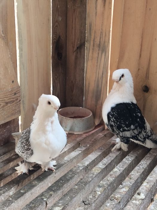 Mewki orientalne satynety para