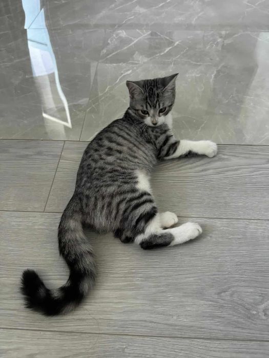 Кошеня дівчинка 4,5 місяці привезена з зони бойвих дій!