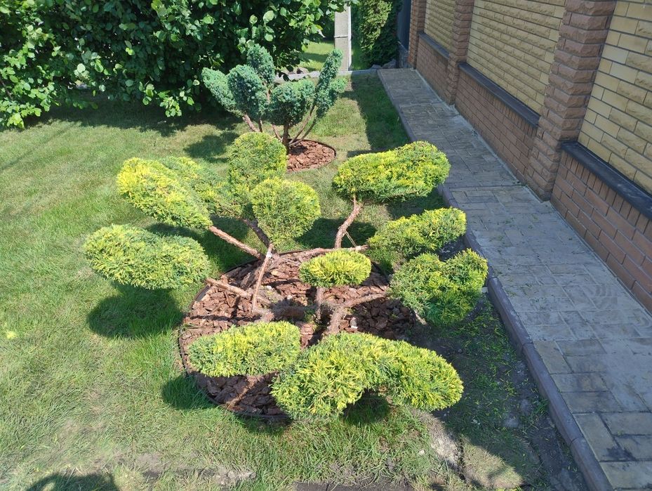 Обрізка саду. Ландшафтний дизайн. Стрижка. Обробка.Скарифікація газону