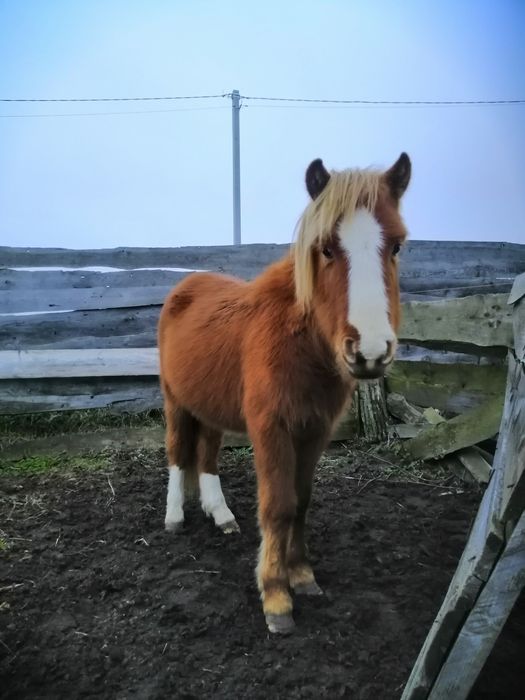 Жеребчик поні Ред