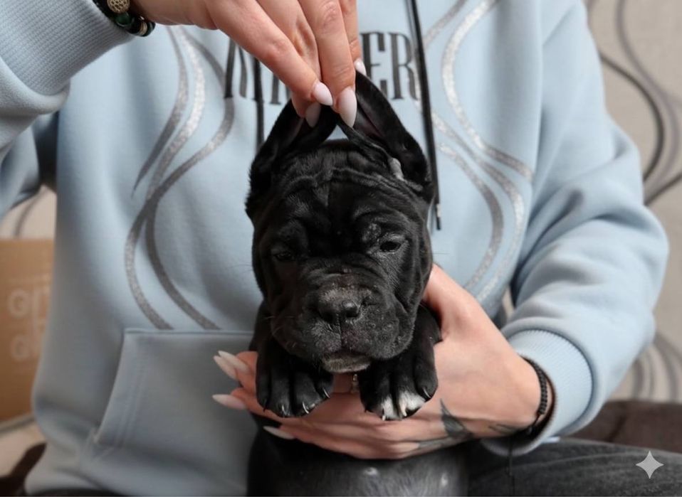 Сім Чорних Дівчаток Кане Корсо! З красивими, виразними головами! KCY