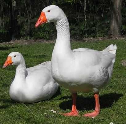 Лінда Гуска імпортне кросс інкубаційні яйця