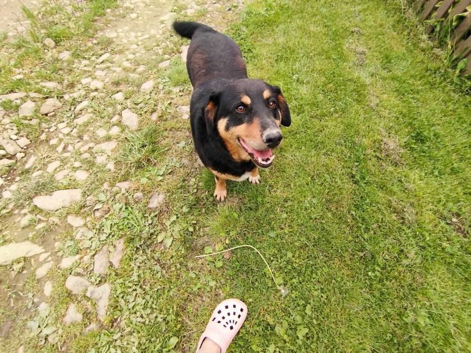 Spójrz w te smutne oczy i przytul samotnego pieska. Okol.Limanowej