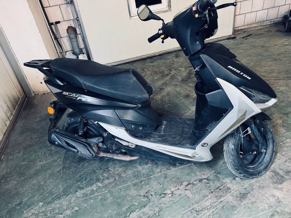 Barton 50 cm 2022 rok