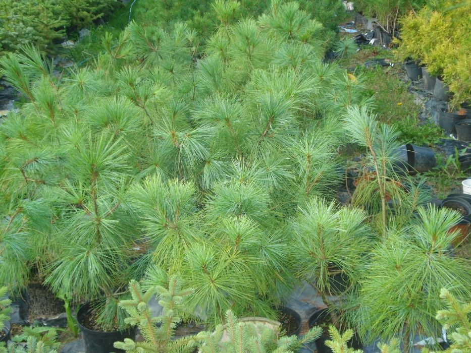 Sadzonki sosen w doniczkach 60- 90 cm