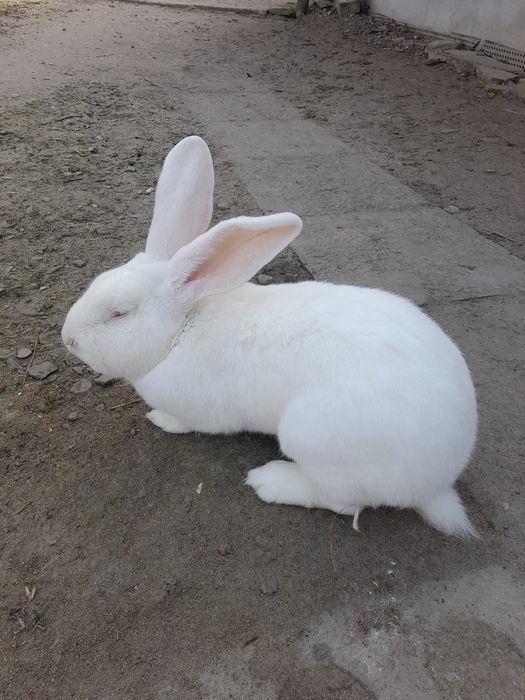 Sprzedam samice rasy Olbrzym Belgijski