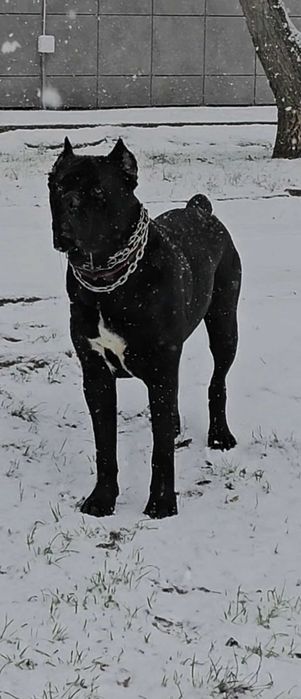 Кобель Cane Corso для вязки