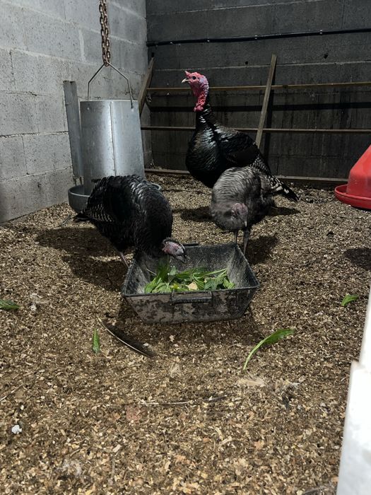 Venda de perus adultos e novos