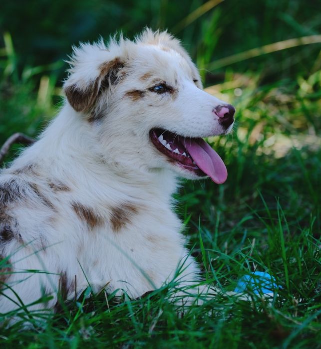 Suczka red merle owczarek australijski ZKwP/FCI