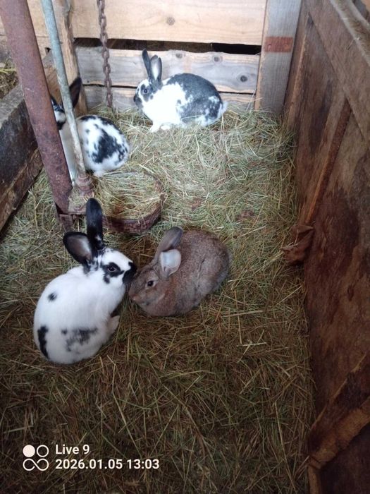 króliki tuszki samice samce