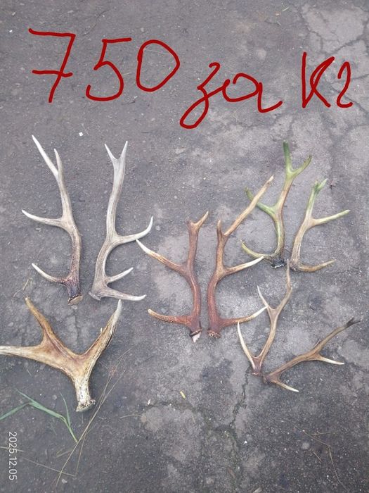 Продам рога та черепа