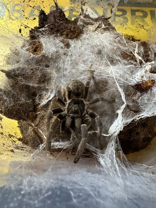 Ceratogyrus marshalli L1/2 ptasznik