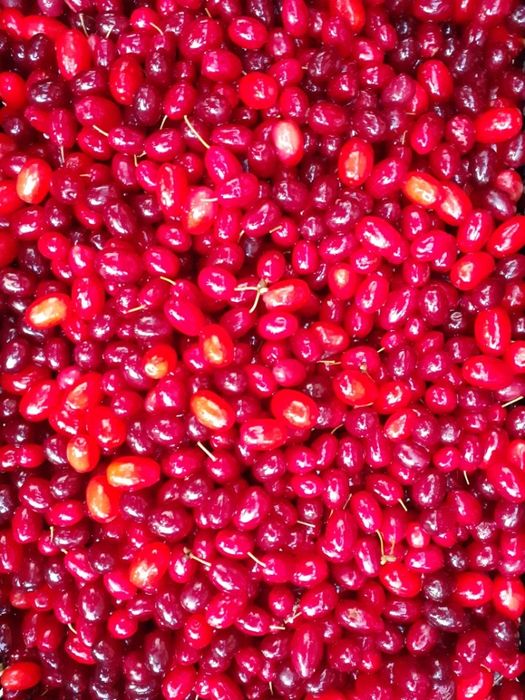 Dereń, owoce derenia