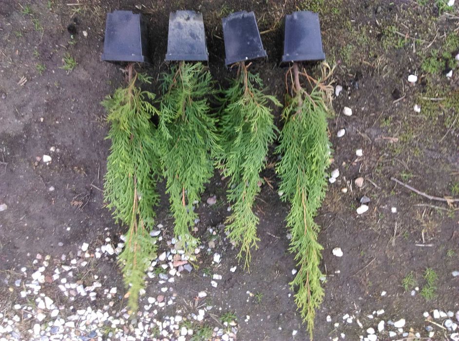 Tuja szmaragd  Promocja , tuje 50-60cm