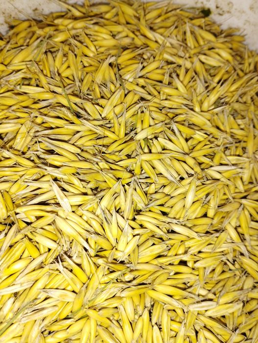 Owies, zboże, zboża