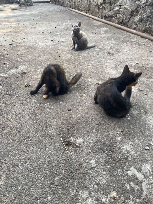 Відам троє котенят