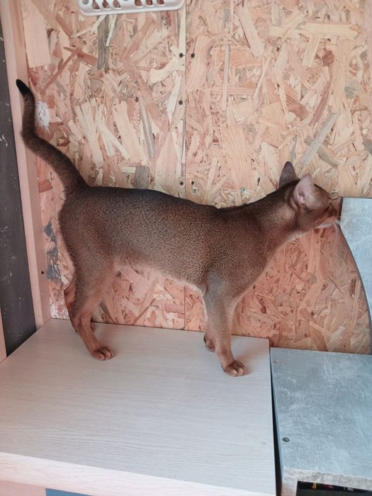 Абісинський кіт на в'язку