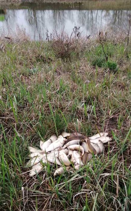 Продаж ділянки з виходом на  озеро на р. Десна. с. Новосілки Вишгород