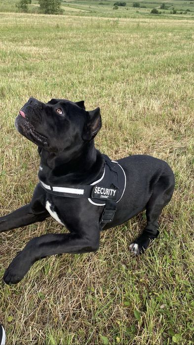 Кобель Кане-корсо для вʼязки