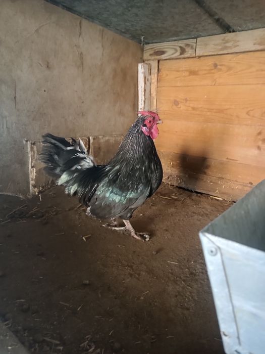 Bantamek kogut sprzedam