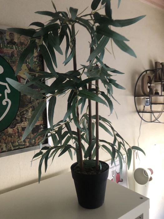 Planta Bamboo falsa