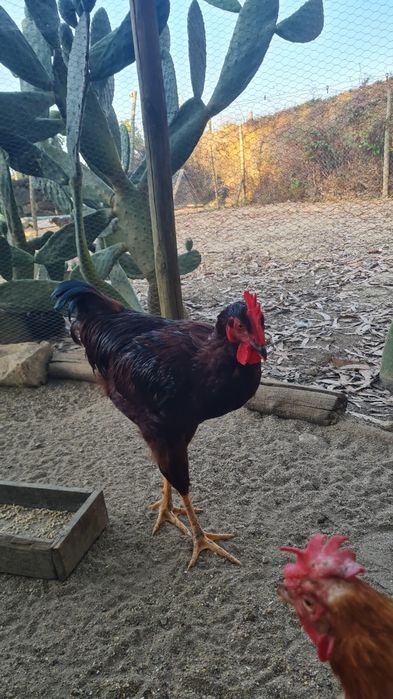 Galos Rhode Island Red