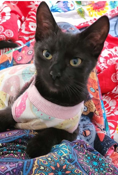 Merry szuka dobrego domu.