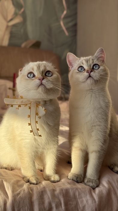 Сама ніжність! Королівські кошенчта в окрасі шиншила