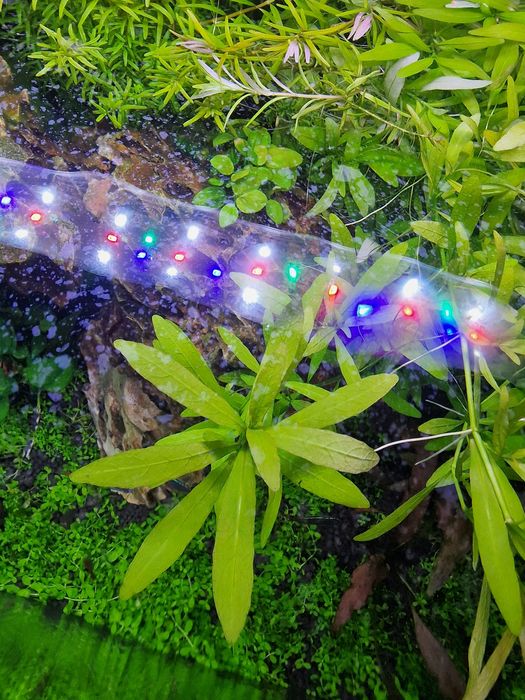 Hygrophila Polysperma