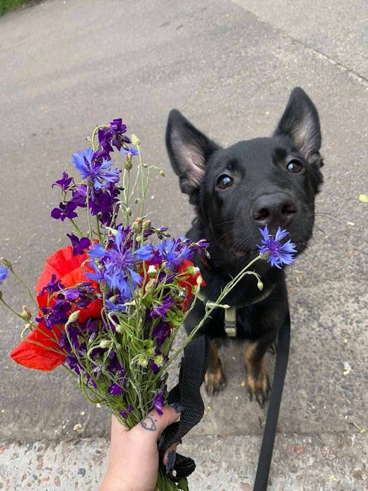Метис вівчарки Джонні в добрі руки!