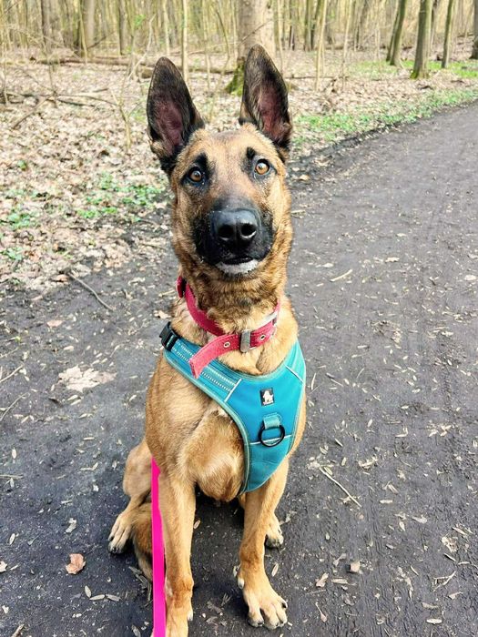 Młoda suczka Falka w typie owczarek belgijski malinois do adopcji!