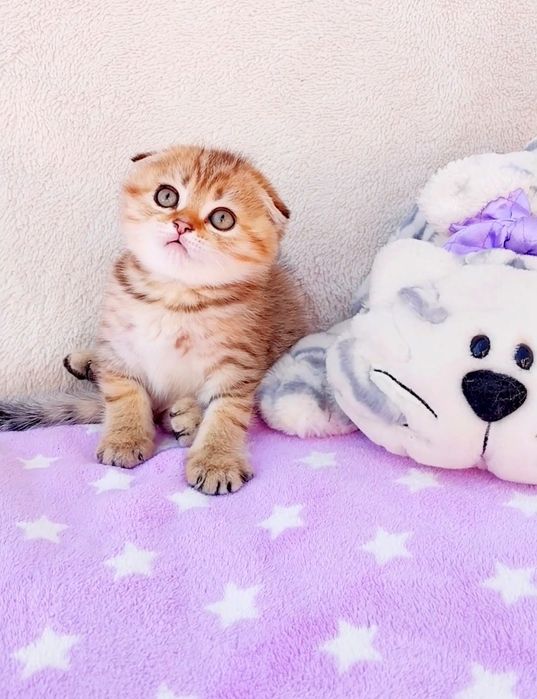 Золотий шиншила таббі хлопчик ведмедик